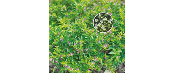 SO SCHöN BLüHT ES IM BEET! 