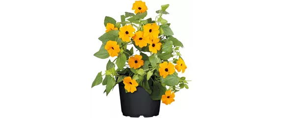 URLAUB AUF DEM BALKON! 