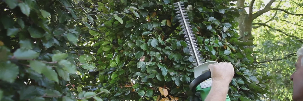 Sichtschutz - Zurückschneiden im Herbst (thumbnail) Sichtschutz - Zurückschneiden im Herbst (thumbnail)