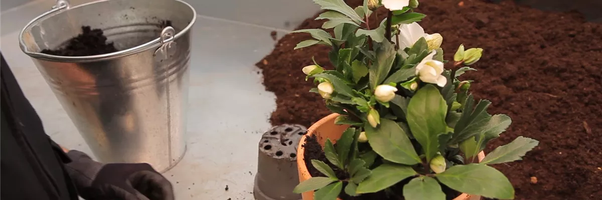 Christrose - Einpflanzen in ein Gefäß (thumbnail) Christrose - Einpflanzen in ein Gefäß (thumbnail)